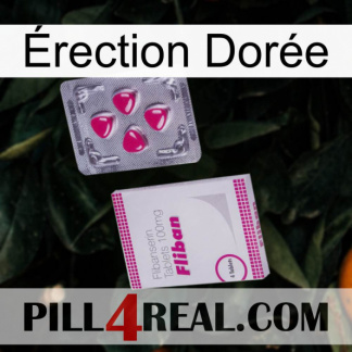 Érection Dorée 32